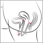 Vaginal Speculum - obrazek 8